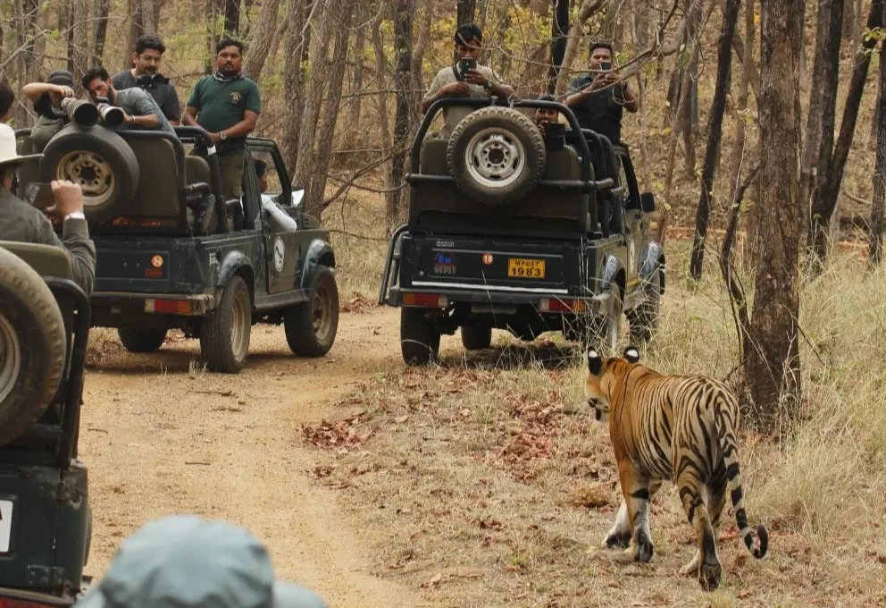 Tadoba Jungle Safari Booking