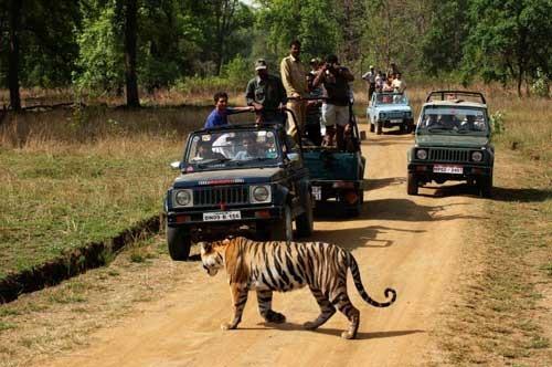 Pench Jungle Safari Online Booking​